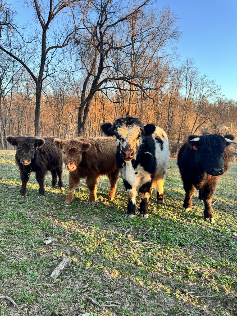 Howdy 🤠, photo 3