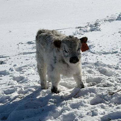 A Peculiar Farm Lugo profile picture