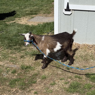 Bandit profile picture