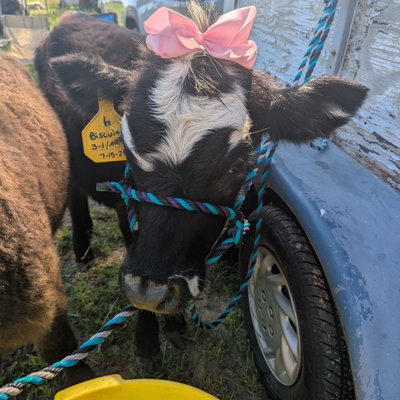 Biscuit profile picture
