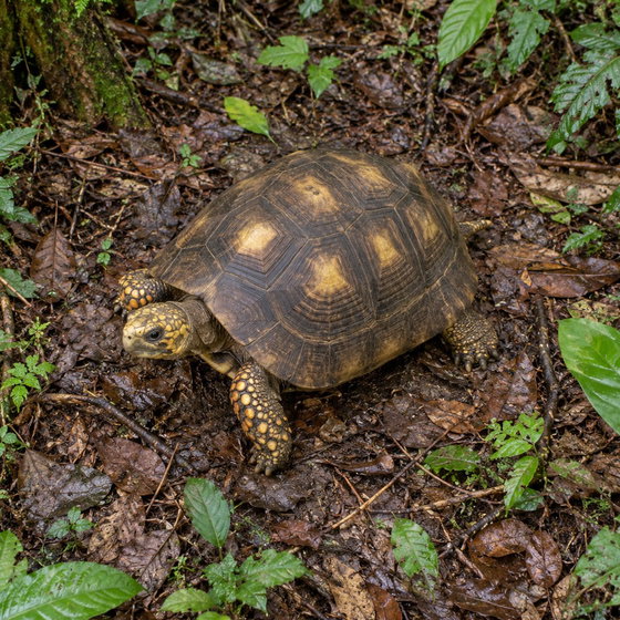 yellow-footed tortoise