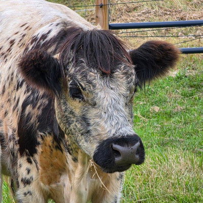 Hazel profile picture