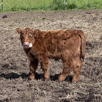 Meadow profile picture