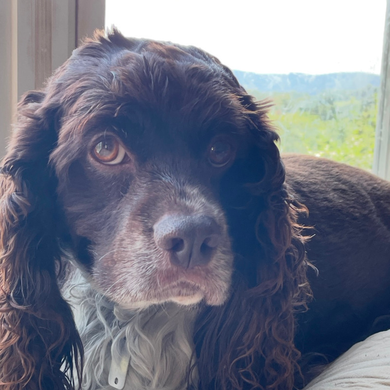 Ruger profile picture
