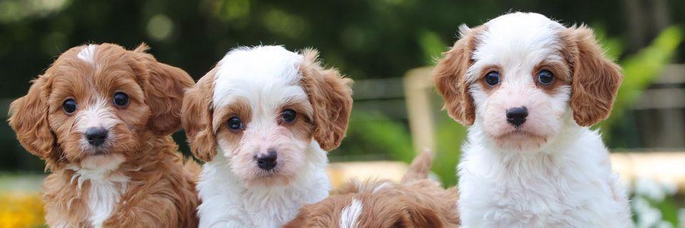 Up & Away Pups profile cover image