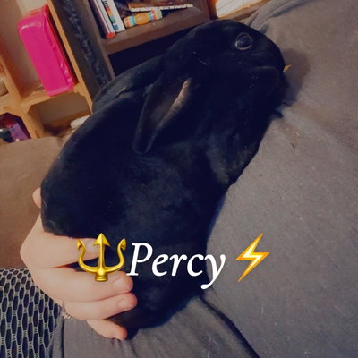 Percy (Perseus) profile picture