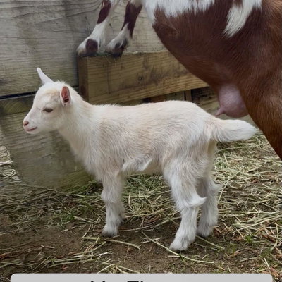 Flower profile picture