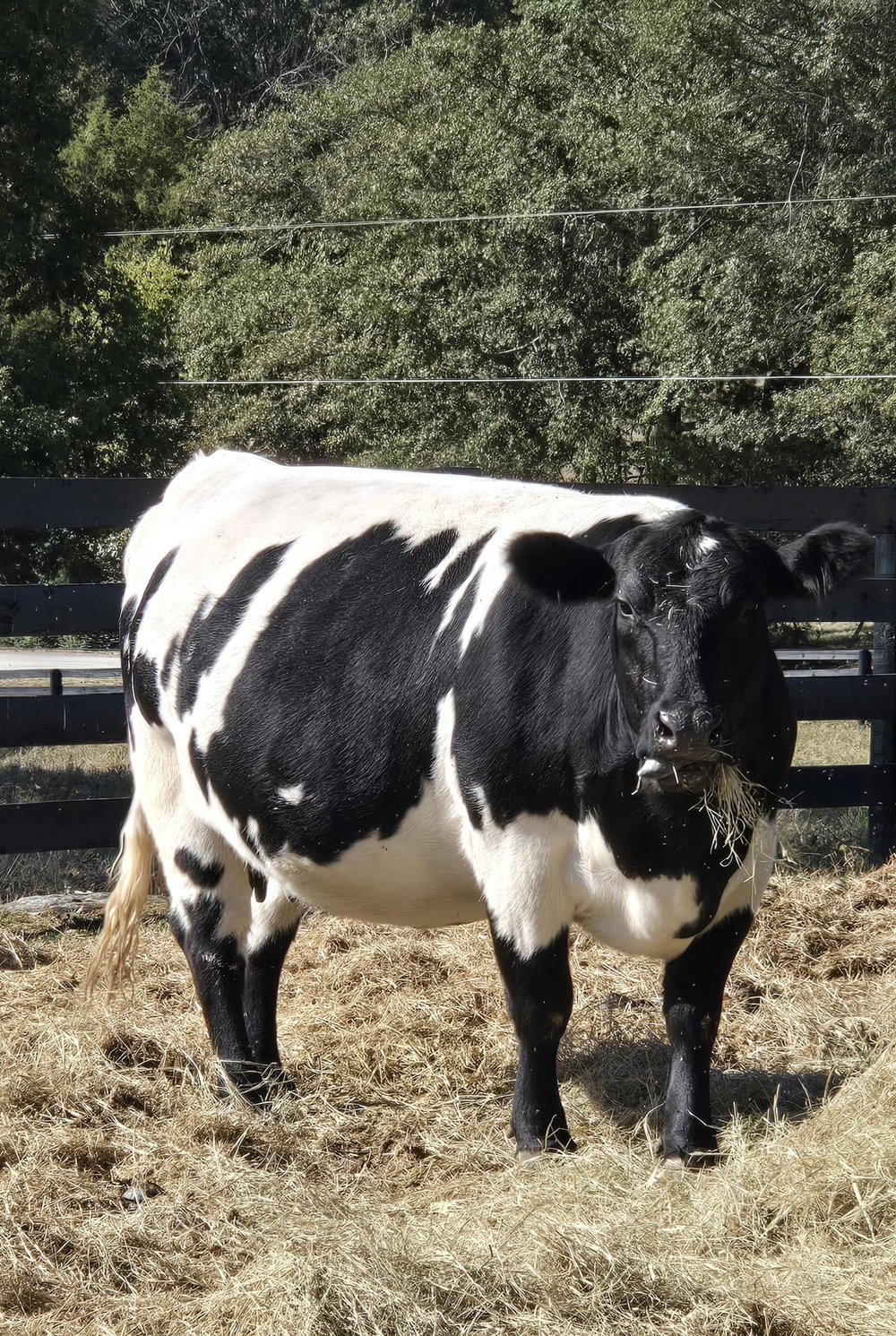 Stella Moo Moo, photo 3