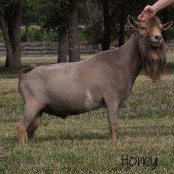 GCH Algedi Farm DJ Drops of Honey +*B profile picture