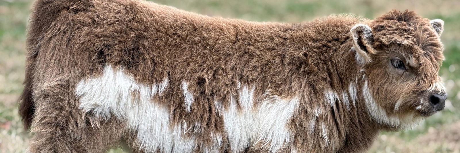 Swagger profile cover image