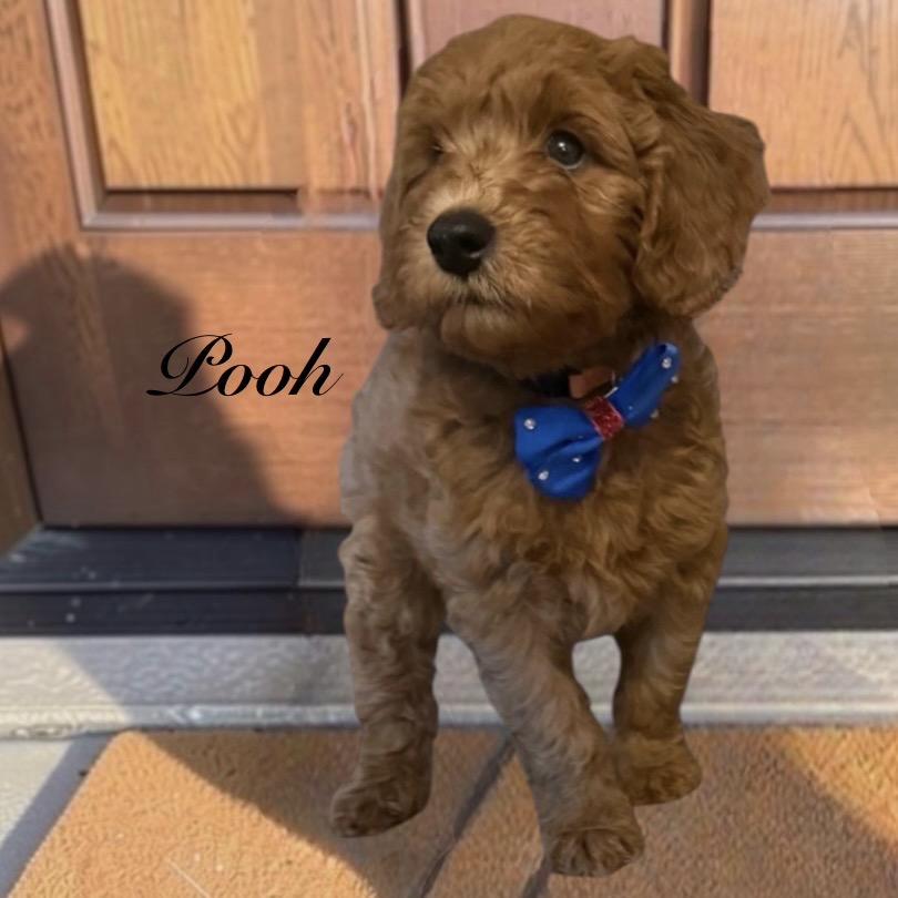 Pooh Bear