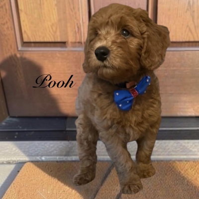 Pooh Bear profile picture