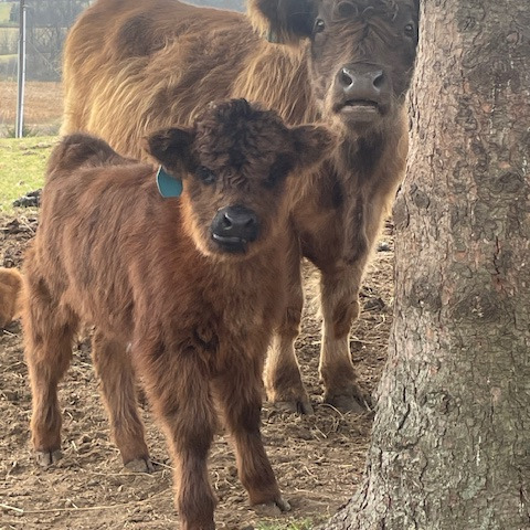 HHF Donella AKA Dakota at September Sunrise Family Farm
