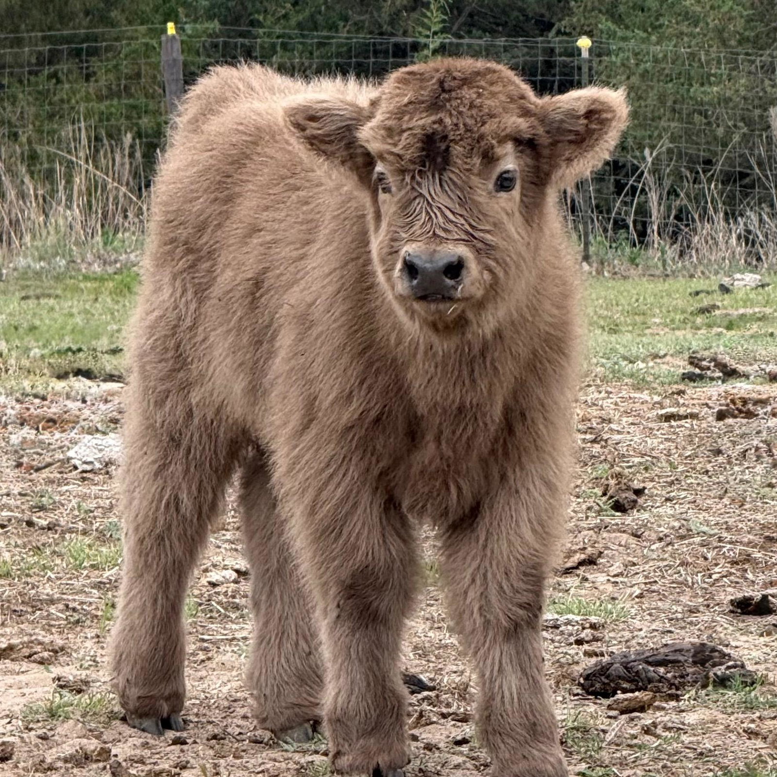 Dun bull calf