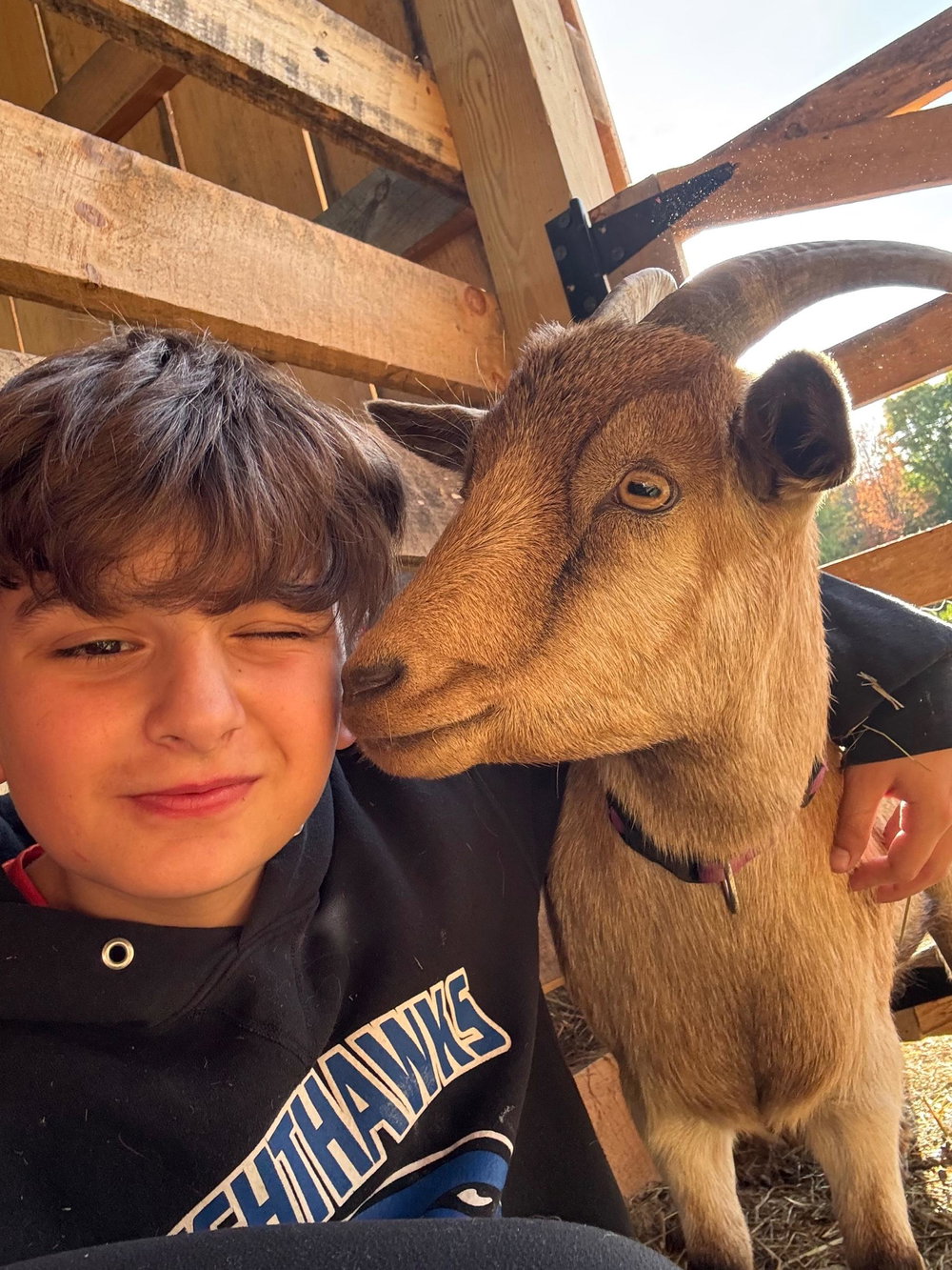 Private cow cuddle session, photo 14