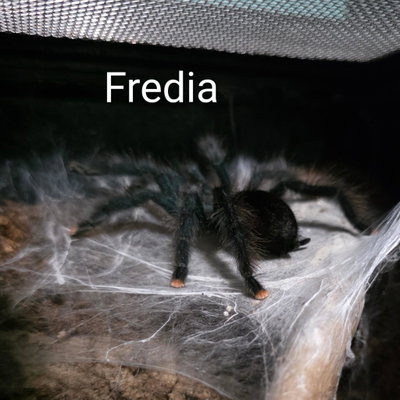 Fredia profile picture
