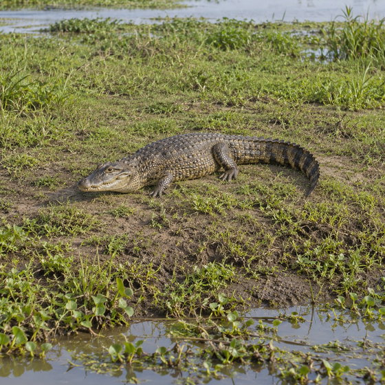 broad-snouted caiman