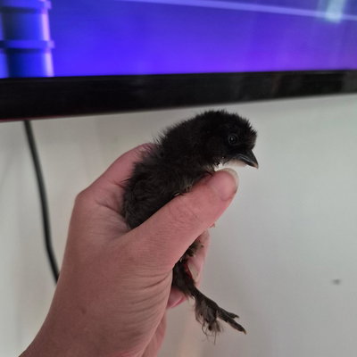 Chicky 15 profile picture