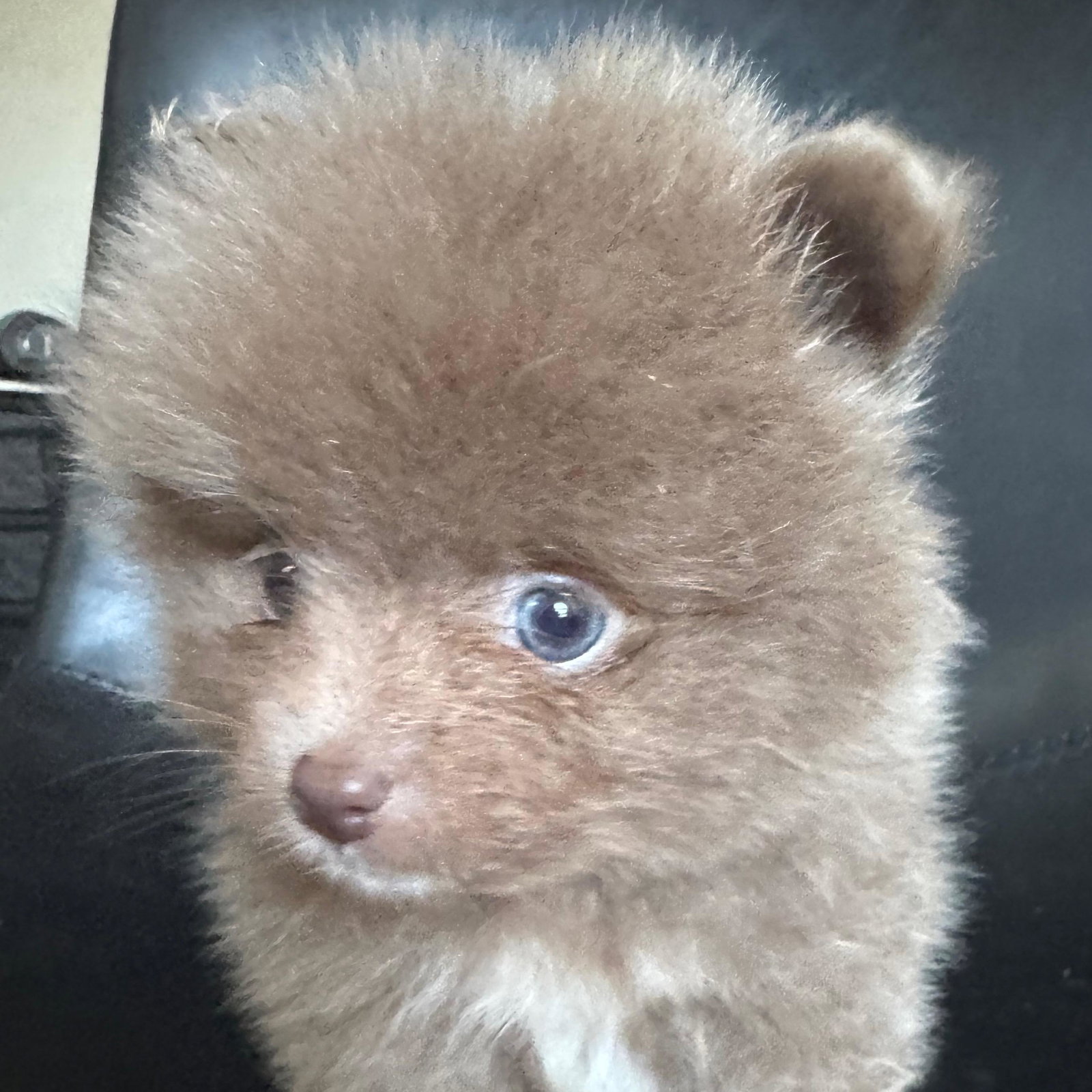 AKC Lavender Pomeranian Gray Eyes Rare Color