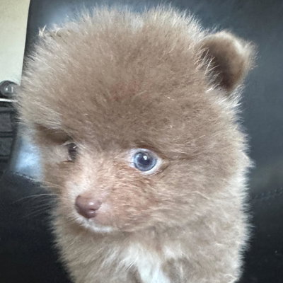 AKC Lavender Pomeranian Gray Eyes Rare Color profile picture
