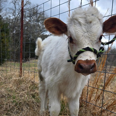 Millie Rhae profile picture