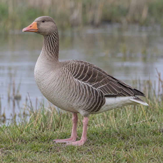 greylag goose