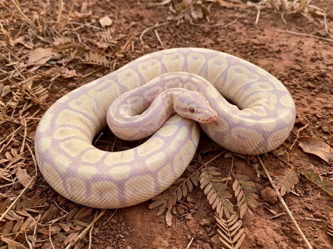 Example Lavender Albino