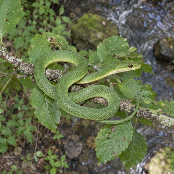 rough greensnake