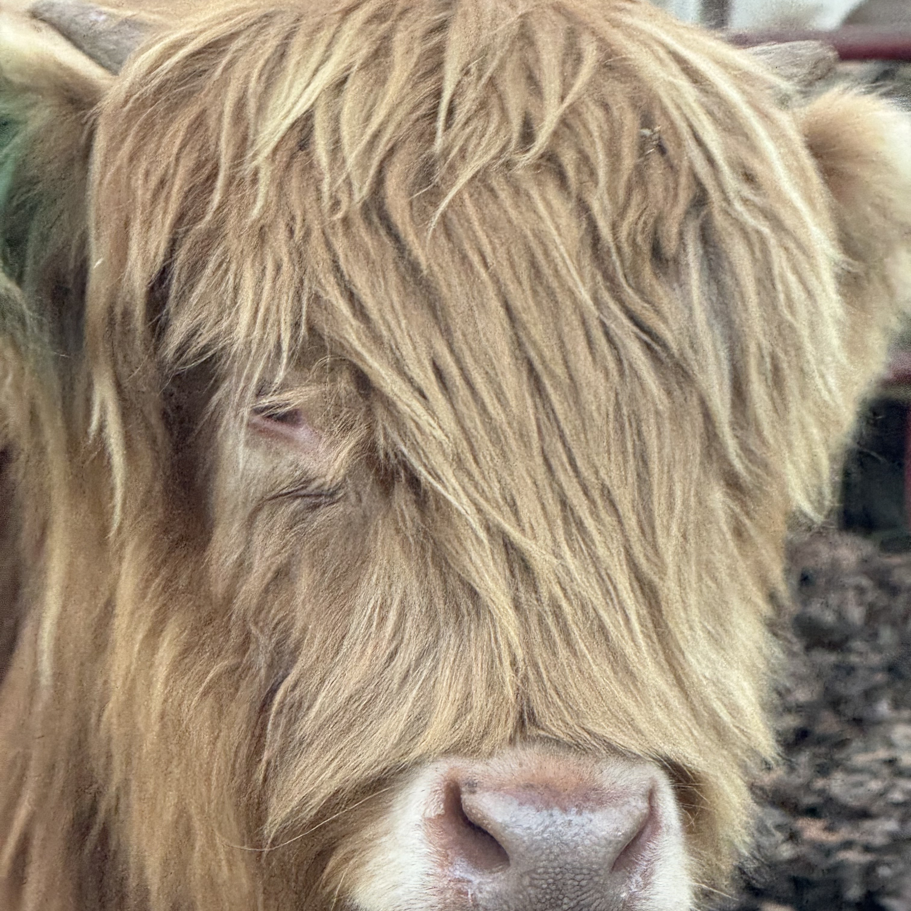Bianca profile picture