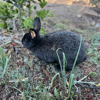 Clio profile picture