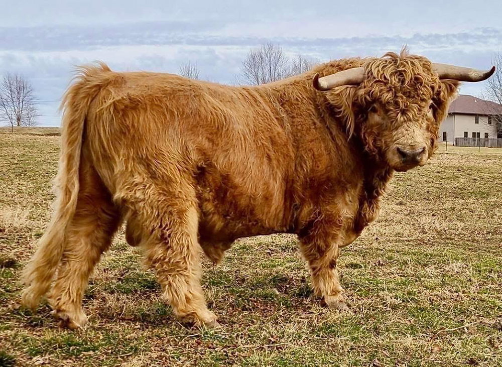 AHCA Heifer, photo 5