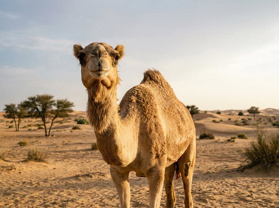 dromedary camel