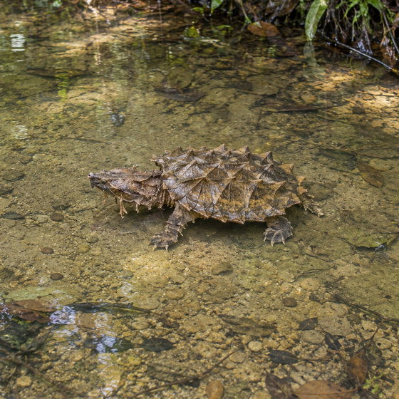 Amazon mata mata