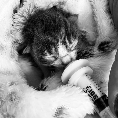 Rascal's Neonate Foster Program profile picture