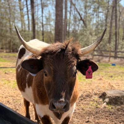 Montana profile picture