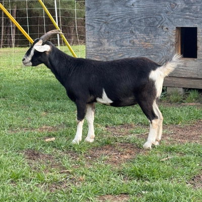 Oreo profile picture