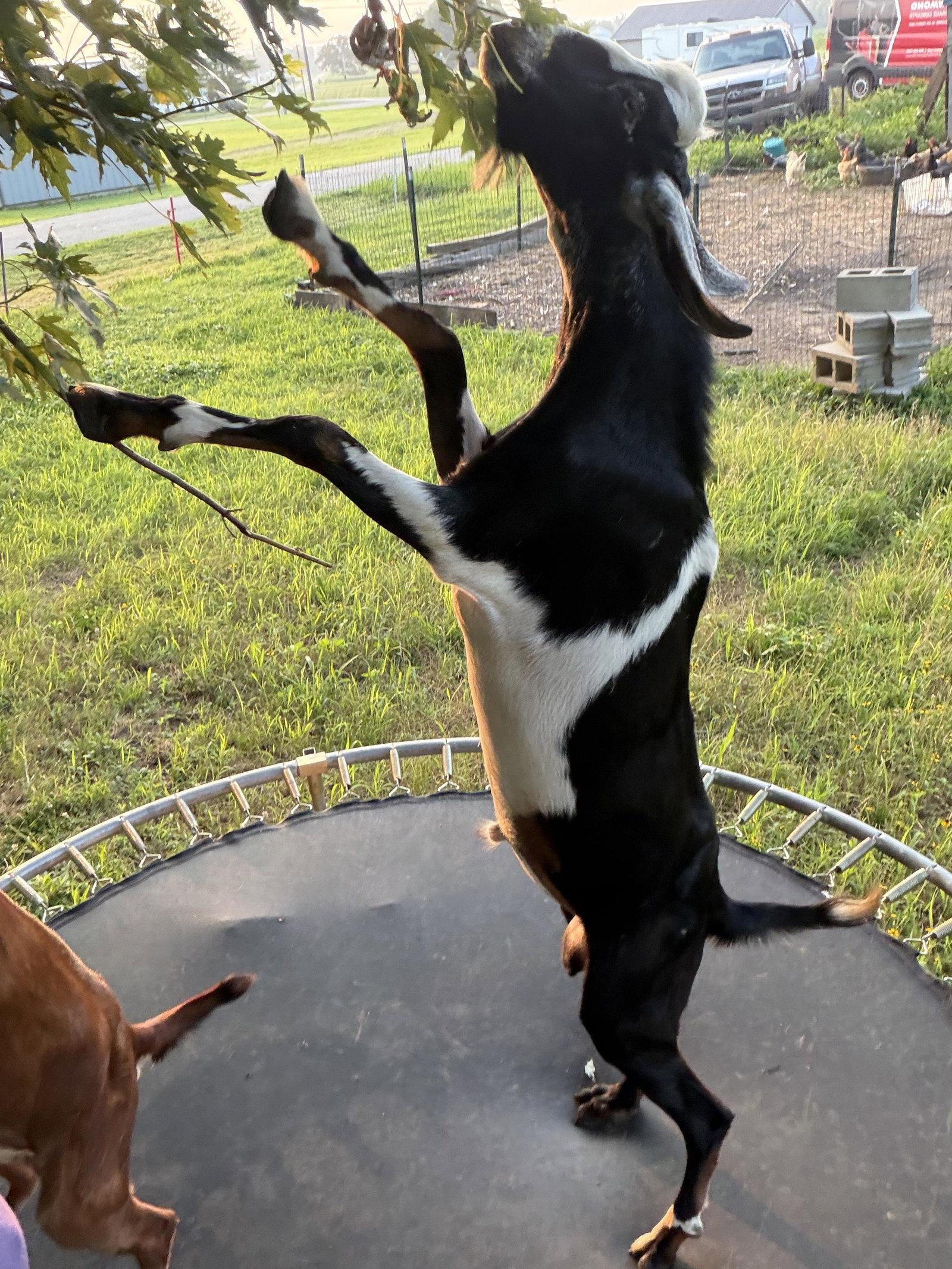 DUVALL FARM DUKE BUCKEYE