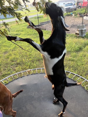 Duvall Farm Duke Buckeye profile picture