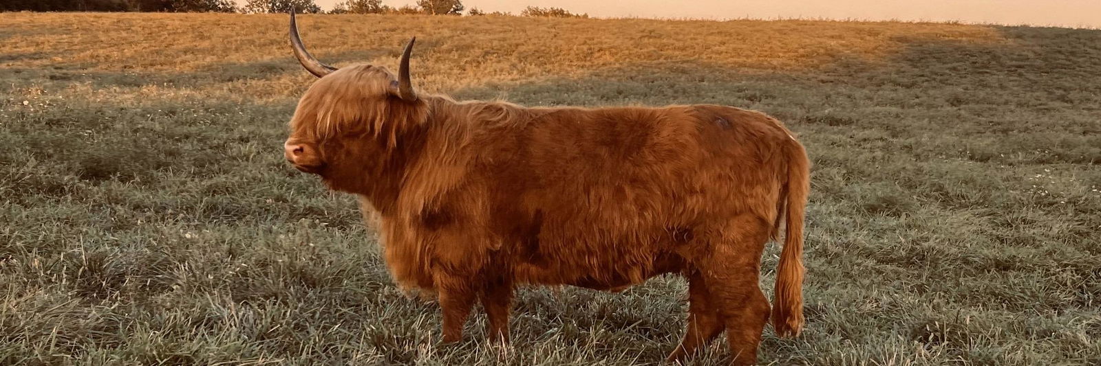 CRR Miss Congeniality (Ivy) profile cover image