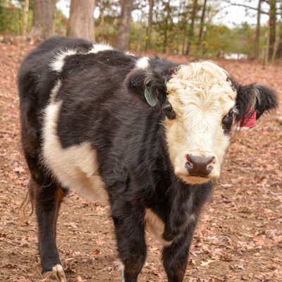 Penelope profile picture