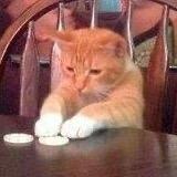 Cat profile picture
