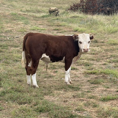Hank profile picture
