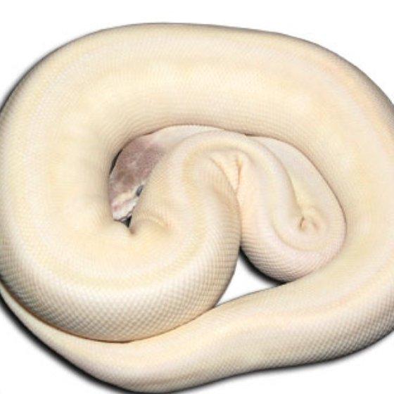 C&A reptile