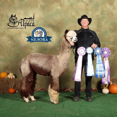 Spross Hollow Alpacas LLC profile picture