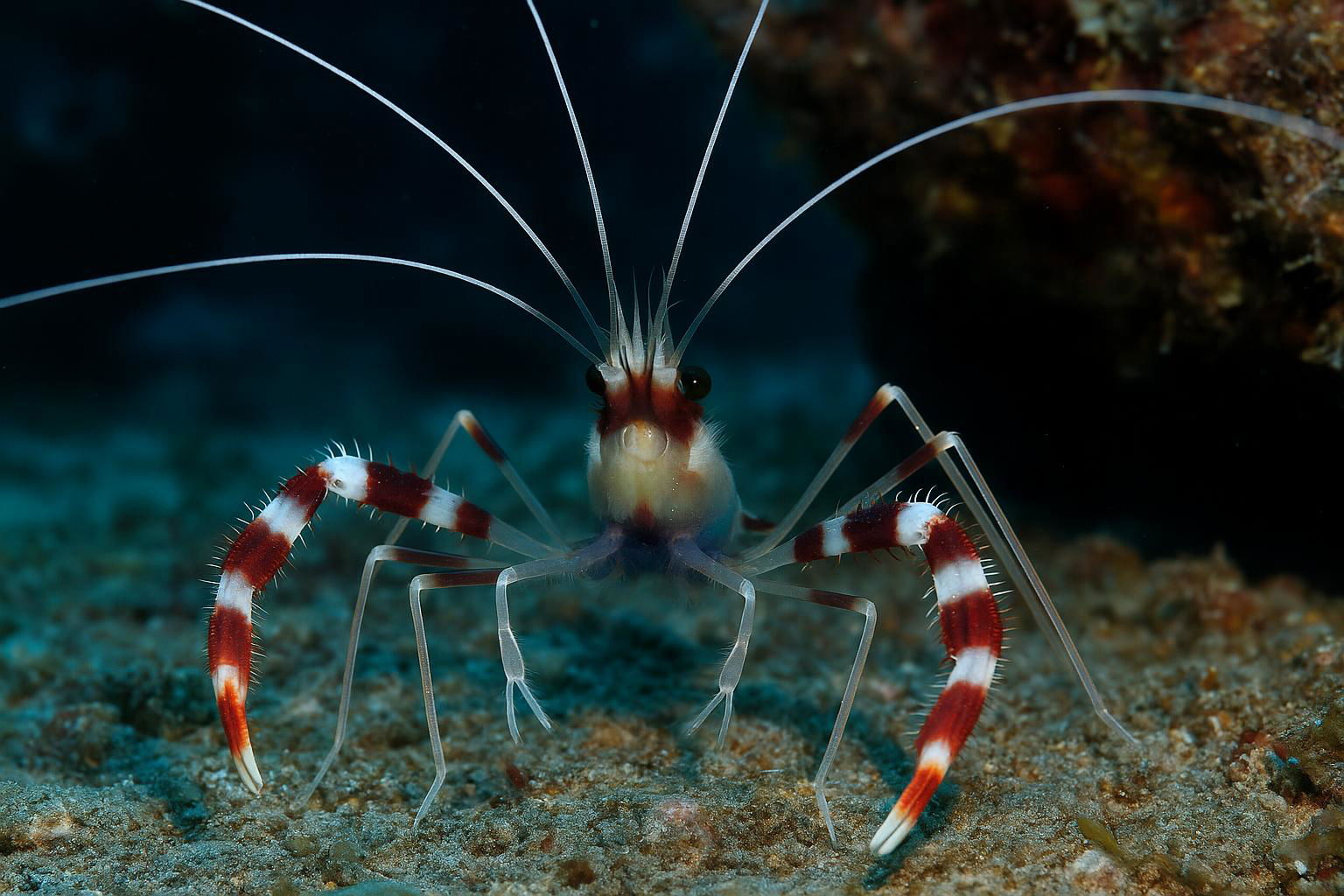 coral banded shrimp