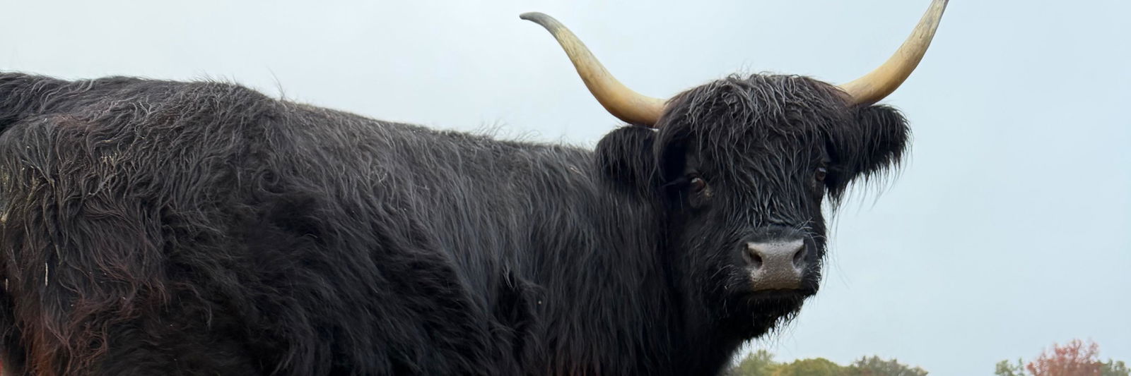 Pearl profile cover image