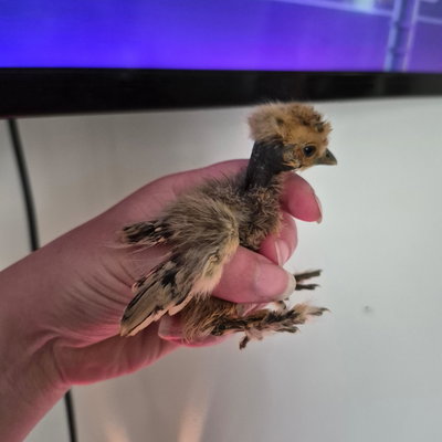 Chicky 16 profile picture