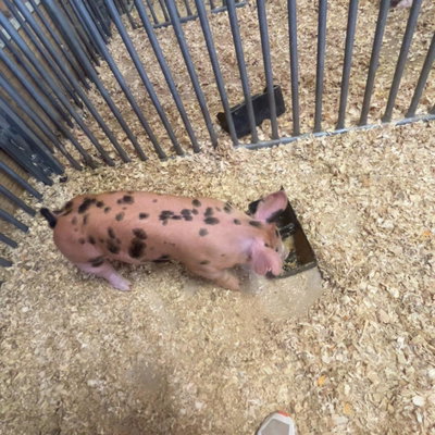 Dottie profile picture