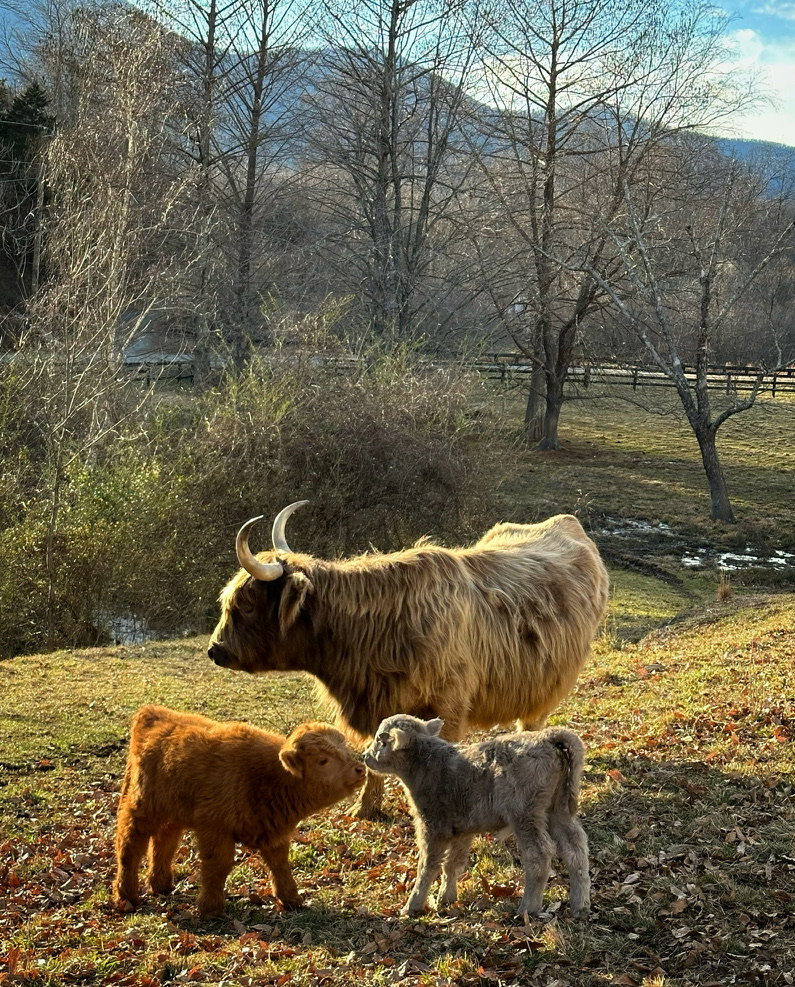 Skye, photo 6