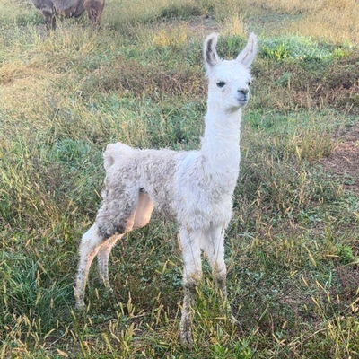 PPWI Elwood Cashmere Legacy profile picture